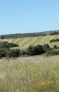 Prairies naturelles de fauche (crédit Cpie-CM)