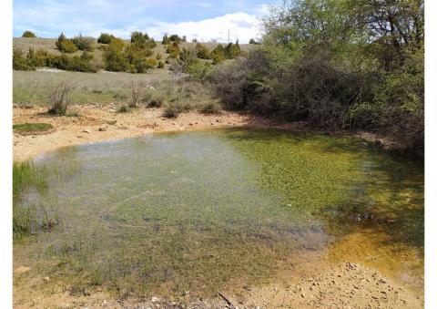 Toutes les mares en bon état accueillent des herbiers aquatiques ou de la végétation amphibie. Pour reconnaître une espèce végétale, l'oeil expert est indispensable (crédit phot CPIE-CM)